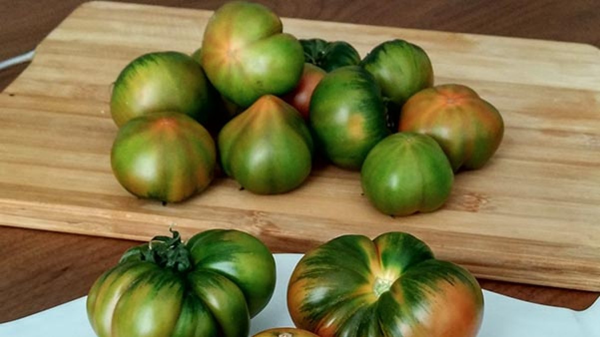 Tomate Mini Raf, nuevo producto de Soloraf.es.