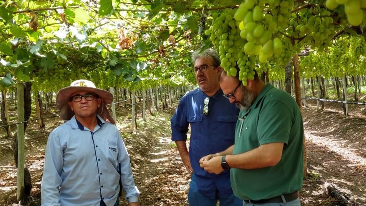 Ángel Ruiz Serna, gerente de Ecoculture, en un cultivo de uva en Colombia