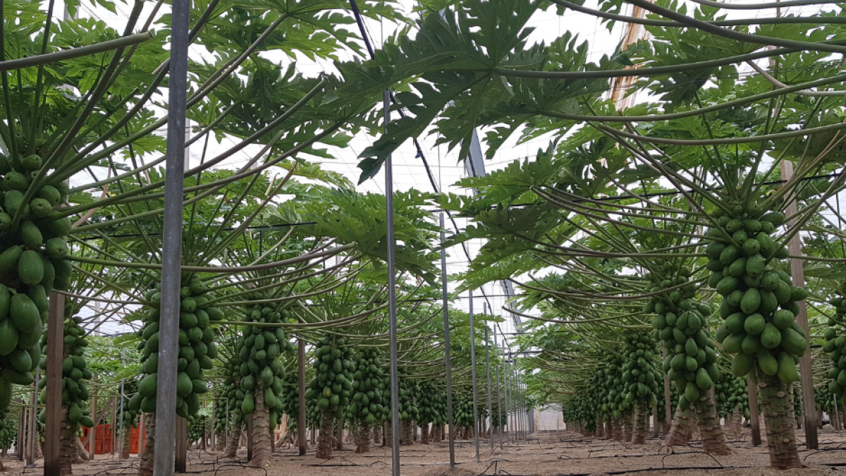 Finca experimental de la Fundación UAL-Anecoop