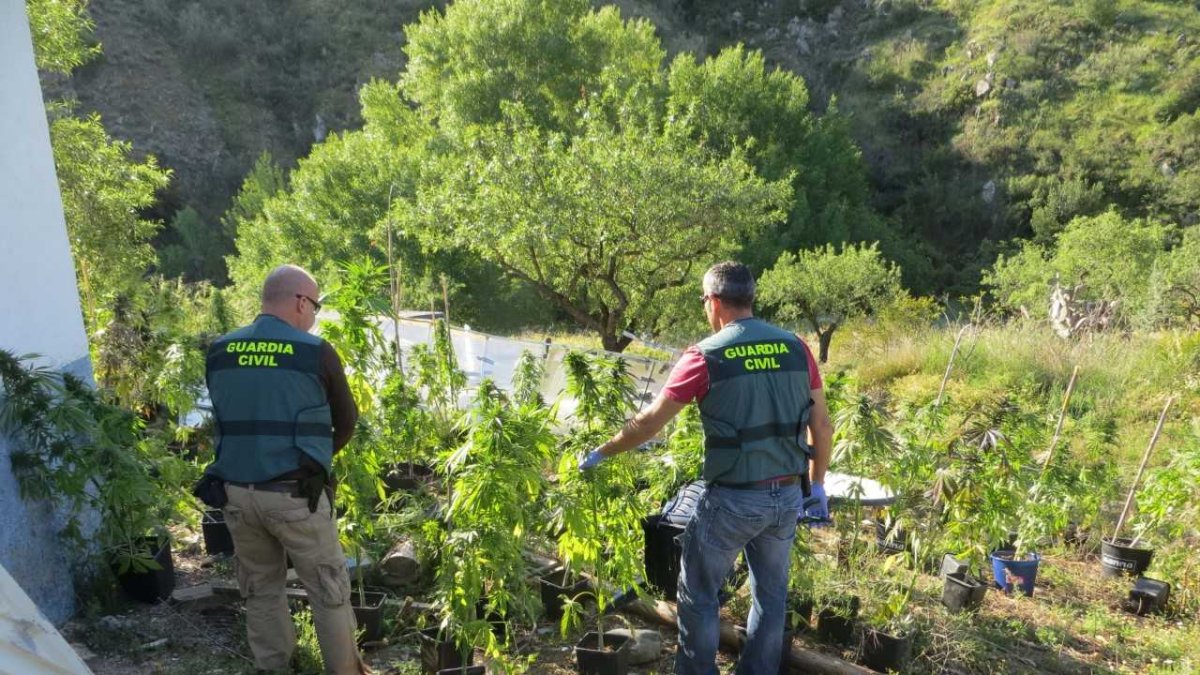 Los agentes hallaron oculta a la vista de vecinos y transeúntes una gran cantidad de plantas.