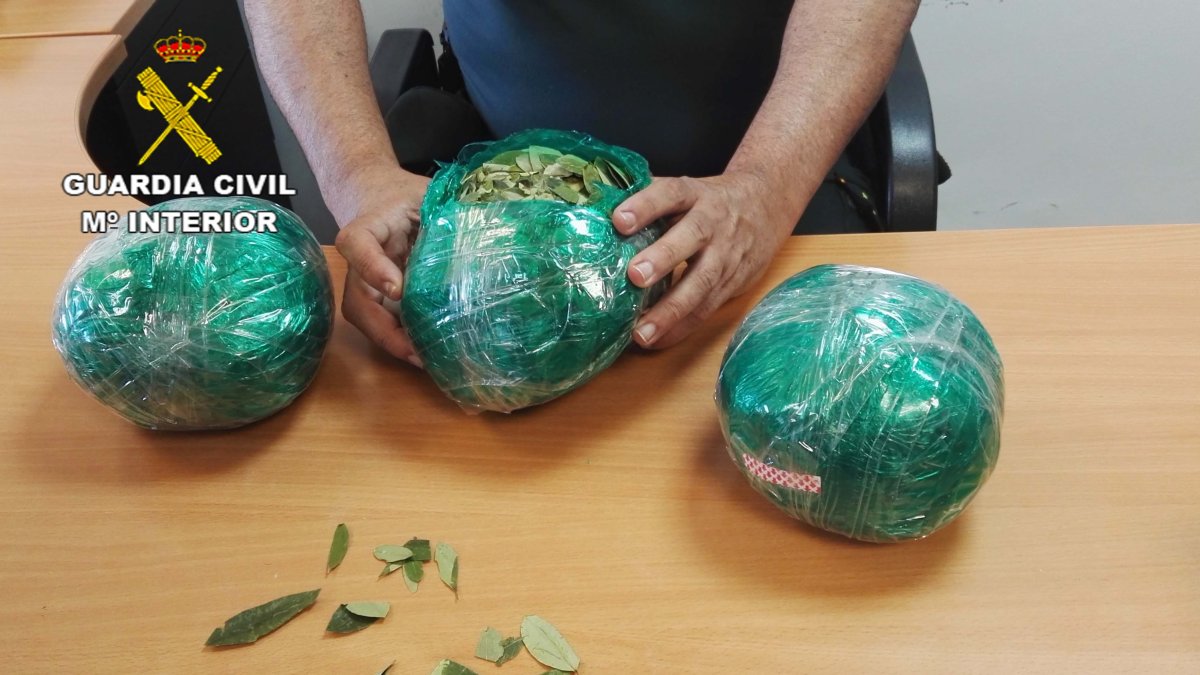 Hojas de coca incautadas durante la intervención de la Guardia Civil en el aeropuerto de Almería.