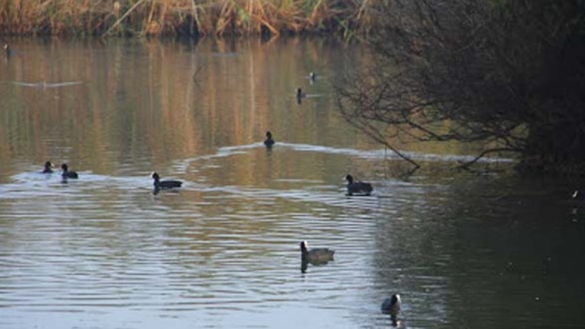 La Gravera, en una imagen de E. J. Milla, Junan de 2013, cuando en la laguna vivían numerosas aves.