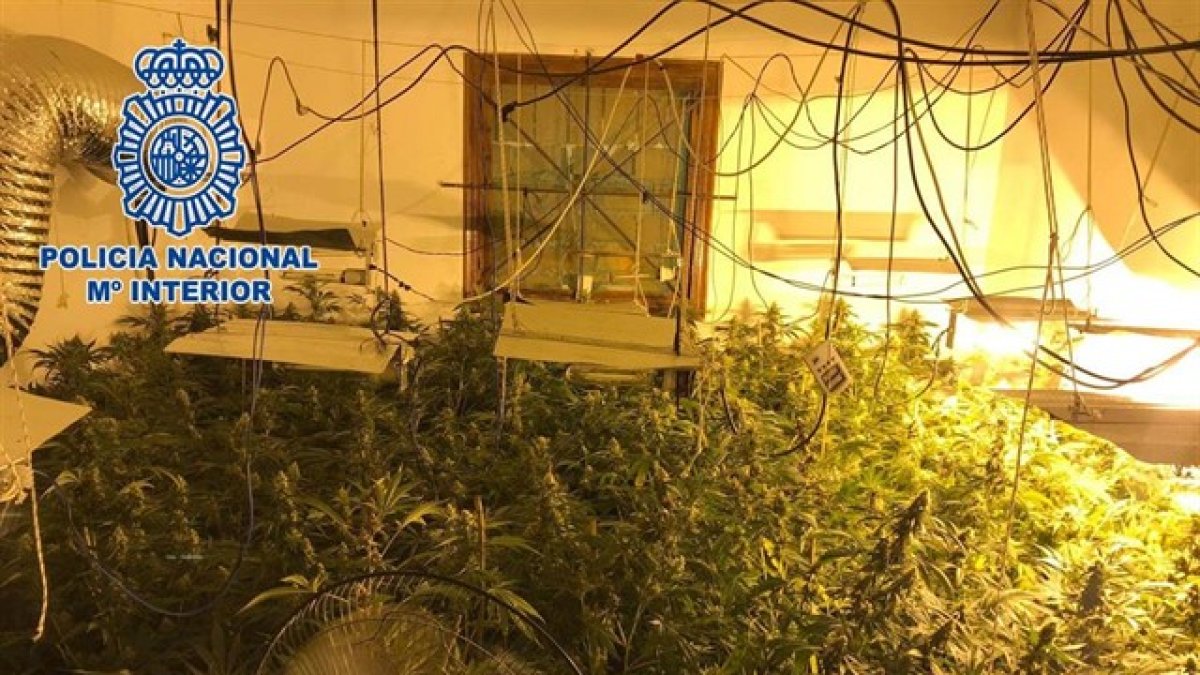 Imagen de la plantación difundida por la Policía Nacional.