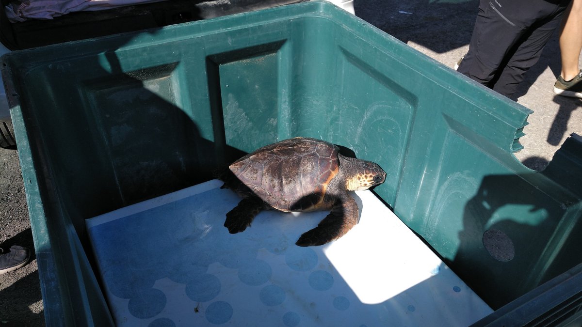 La tortuga Guerrero antes de ser liberada.