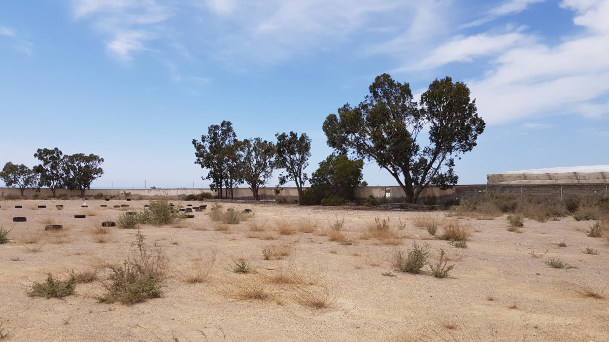 Así están los campos de tierra, llenos de árboles.