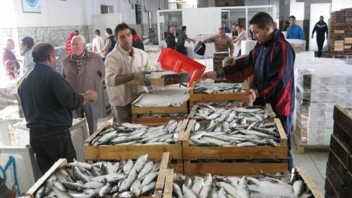 Descarga y proceso de compra - venta del pescado en la lonja de Adra.