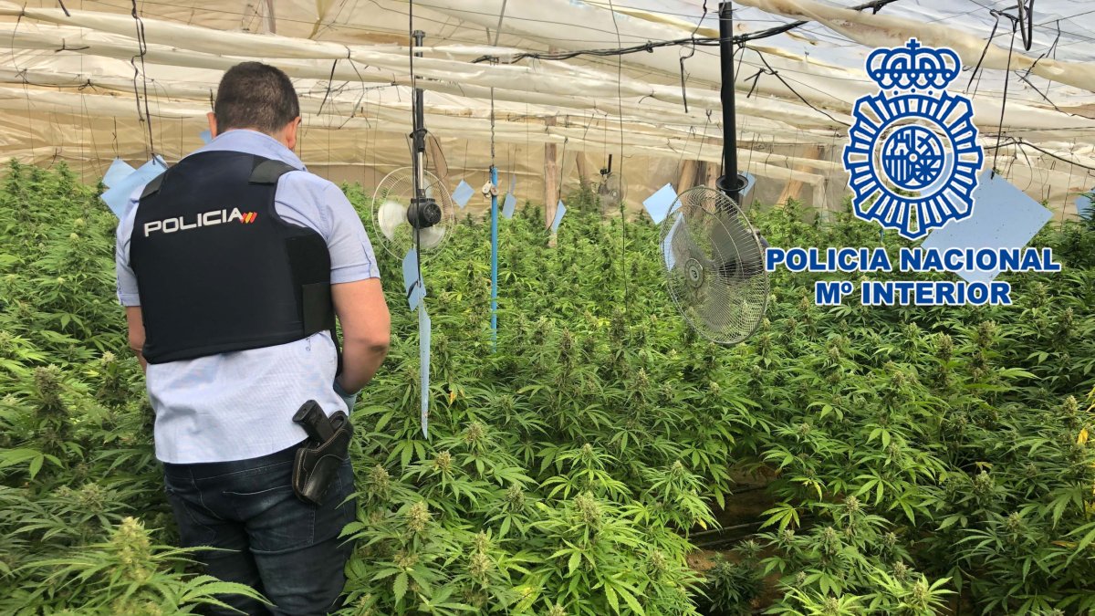 Un agente de la Policía Nacional en el interior de la plantación.