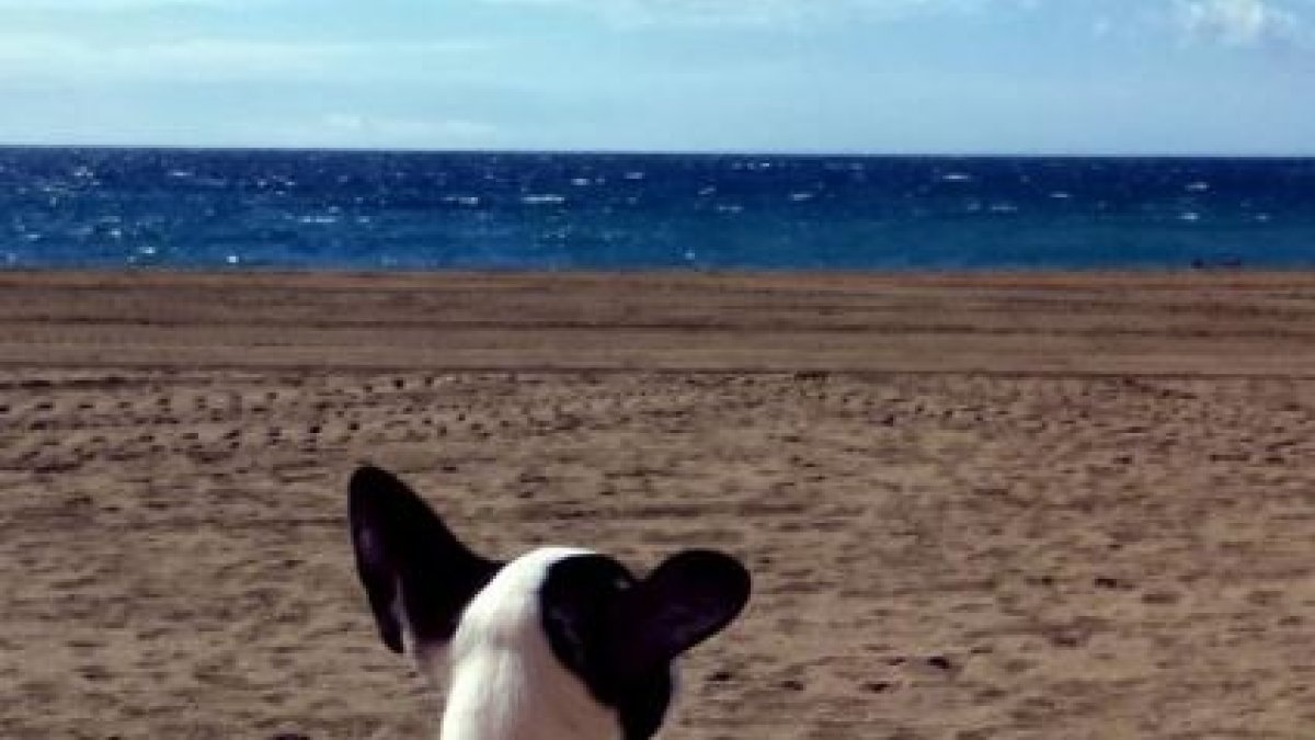 Una perrita observa el mar desde el Paseo Marítimo.