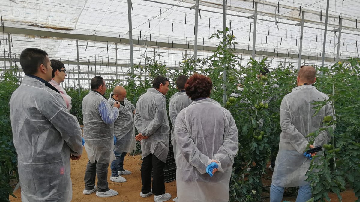 Visita de técnicos de Megasa a un invernadero con nuevas variedades.