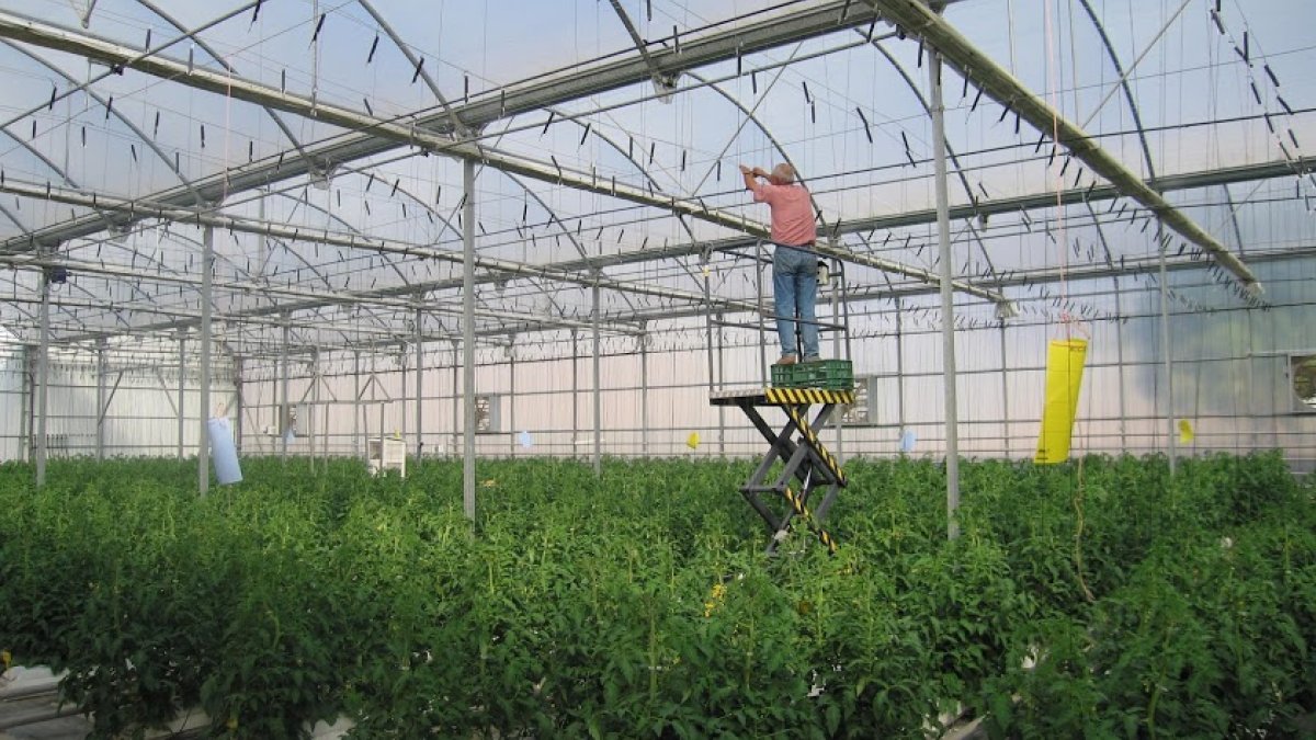 Interior de un invernadero.