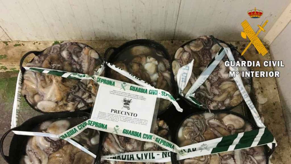 Pulpos intervenidos por la Guardia Civil.