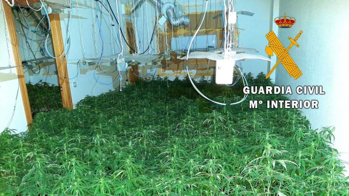 Una de las plantaciones encontradas por la Guardia Civil.