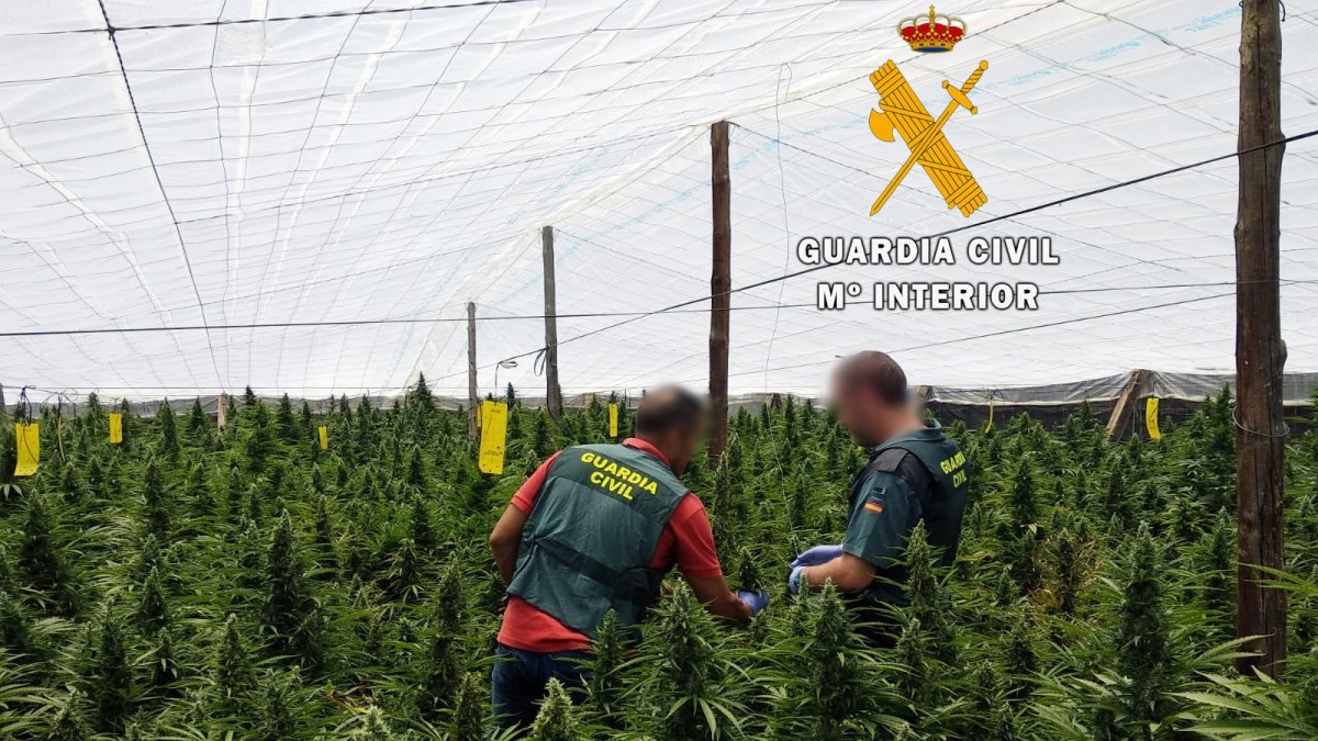 Plantación localizada por la Guardia Civil.
