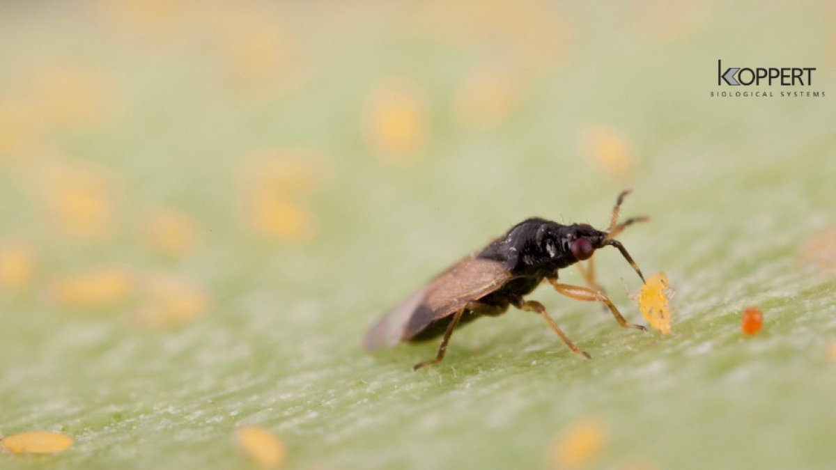 Es mejor hacer las sueltas de Orius a última hora de la tarde.