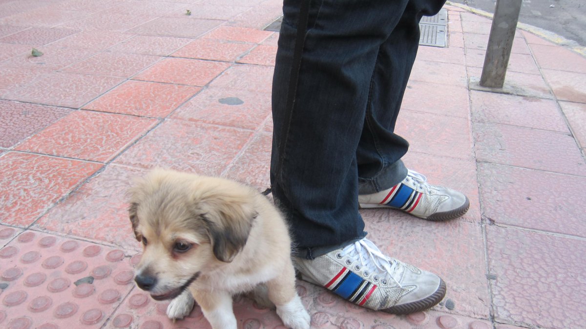 Limpiar los orines de las mascotas es una obligación desde hoy.