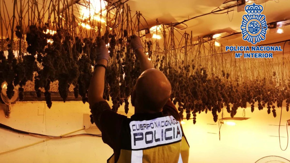 Agente requisando la plantación / Policía Nacional Almería