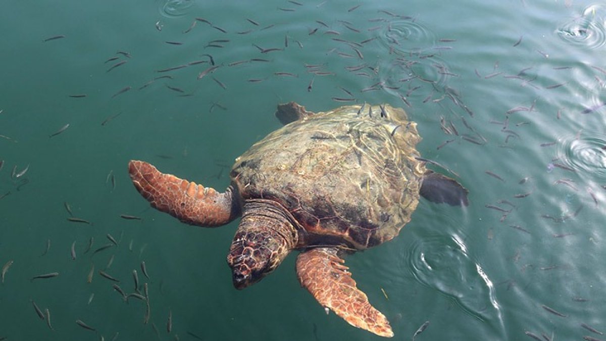 Ejemplar de tortuga boba en el mar, en una foto difundida por Serbal.