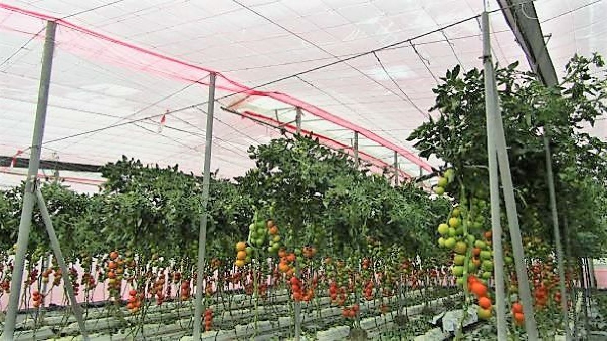 El plástico luminiscente incrementa hasta un 10% la productividad