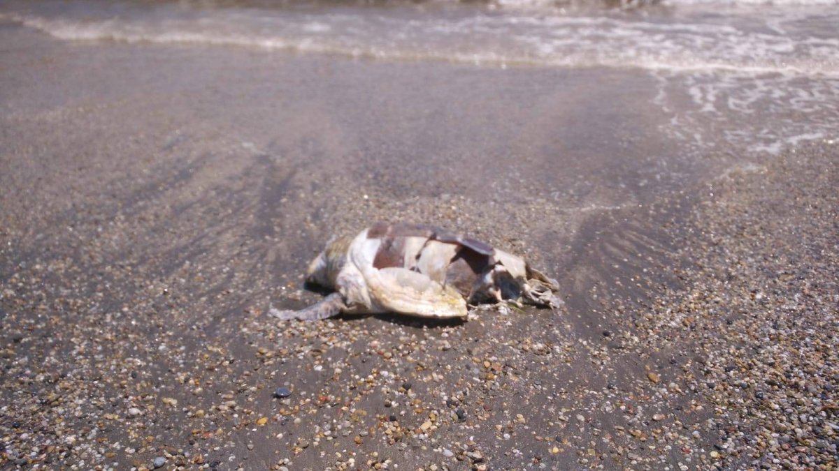 Tortuga boba que ha aparecido muerta en Costacabana.