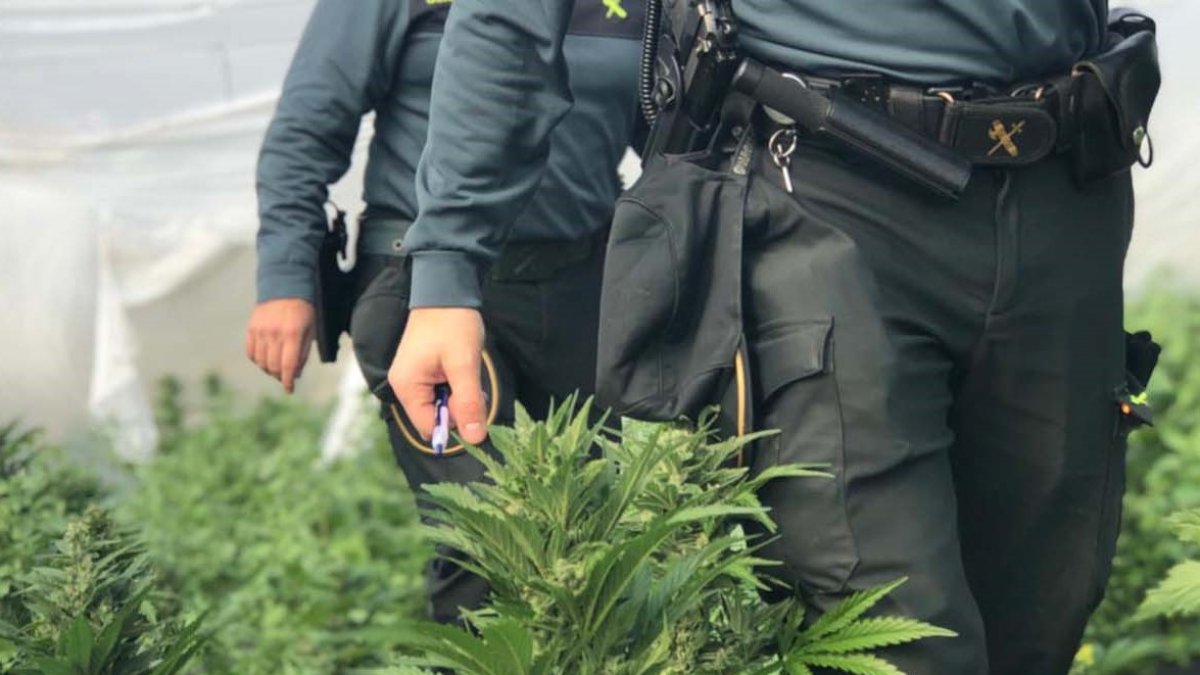 Plantación de marihuana