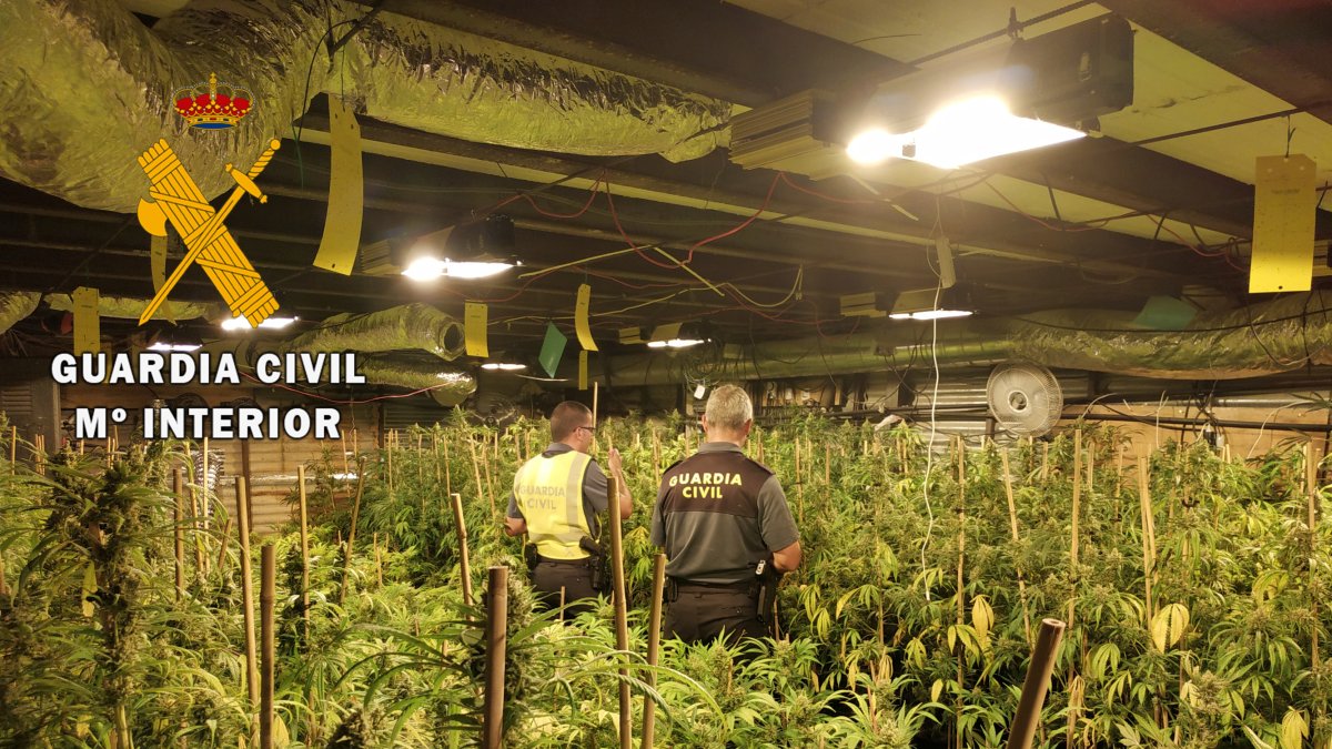 Agentes de la Guardia Civil, en la plantación localizada.