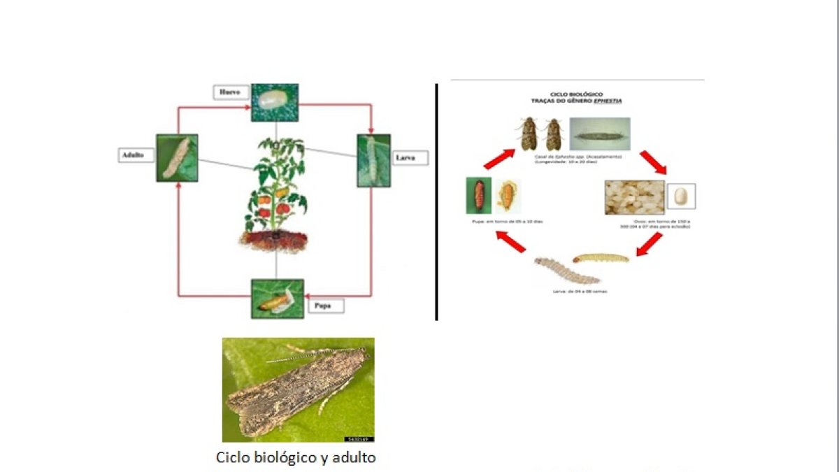 Similitud en el ciclo biológico, tamaño y forma entre tutta y ephestia.