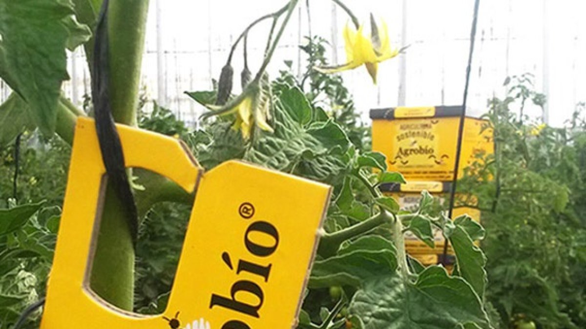 Presentación de Trichogramma achaeae, junto a una colmena de Agrobío.