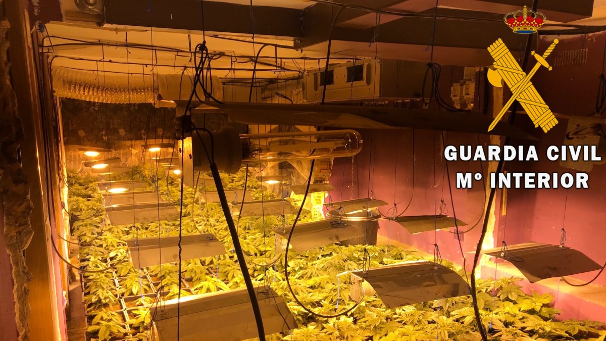 Cultivo de marihuana incautado / Comandancia de la Guardia Civil