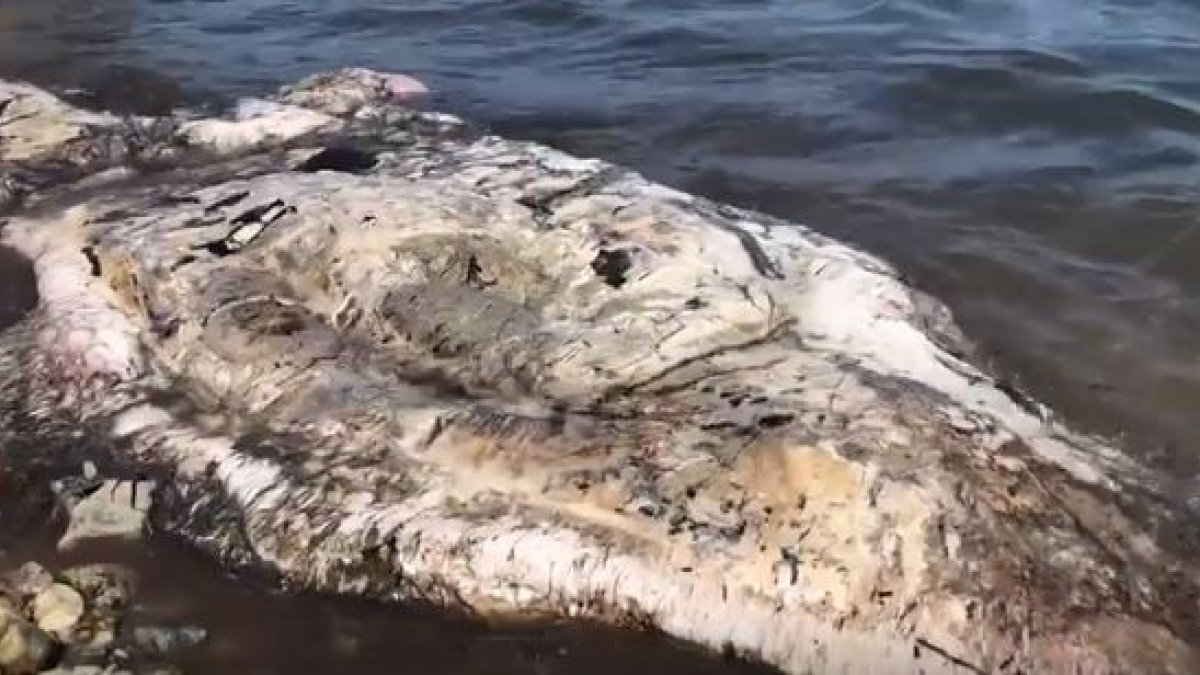Restos de un mamífero que han aparecido en la costa de Cuevas del Almanzora.