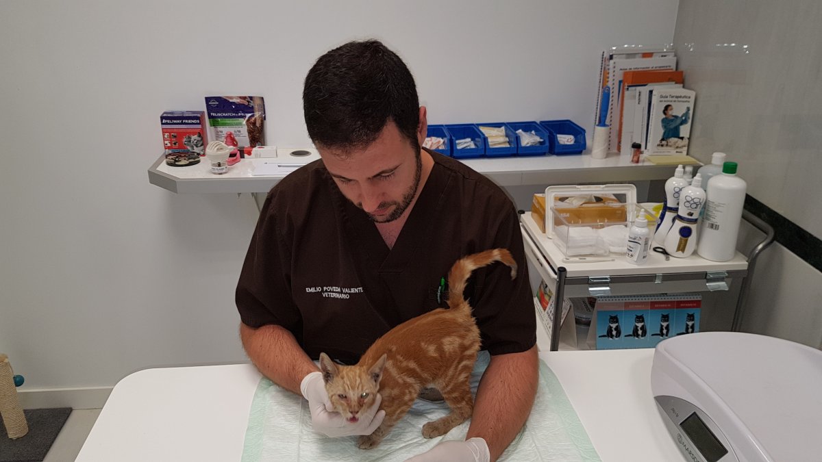 Emilio Poveda atendiendo a un felino en su clínica.