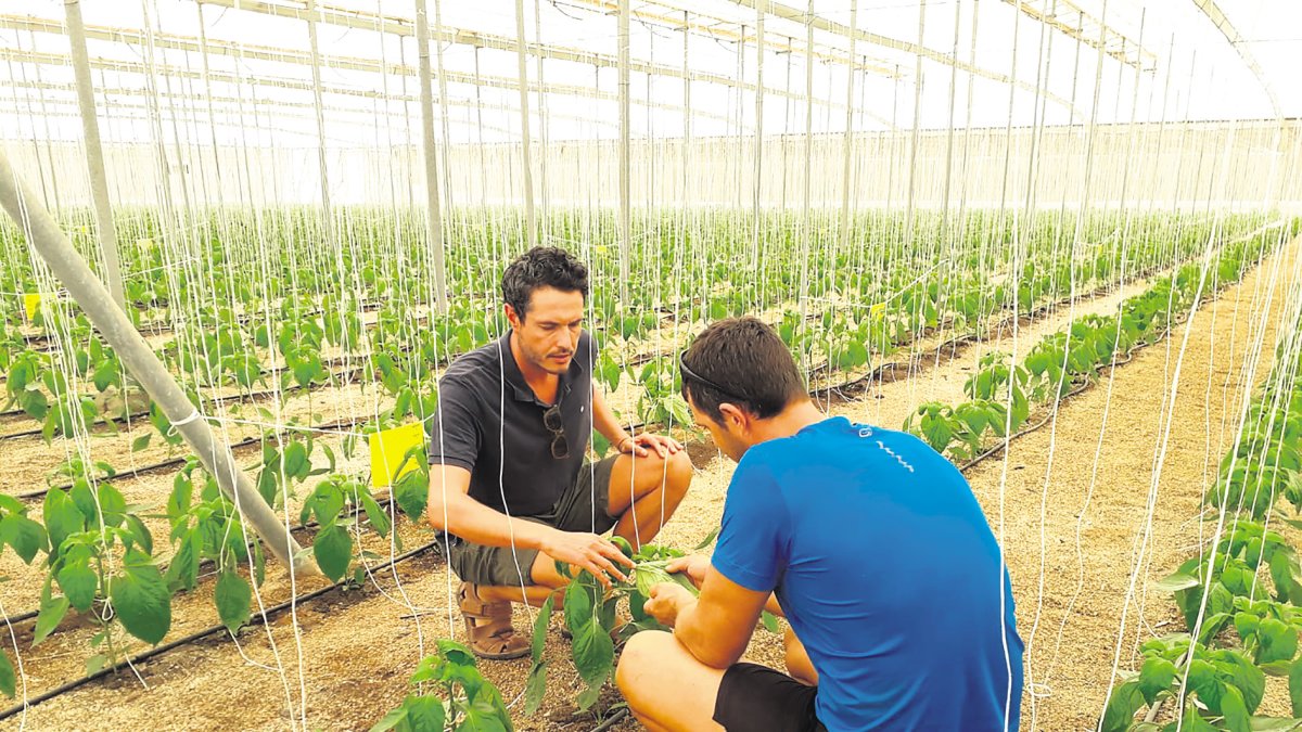 Atención técnica en campo de Agrobío, un elemento esencial en el contacto que la empresa mantiene con los agricultores.