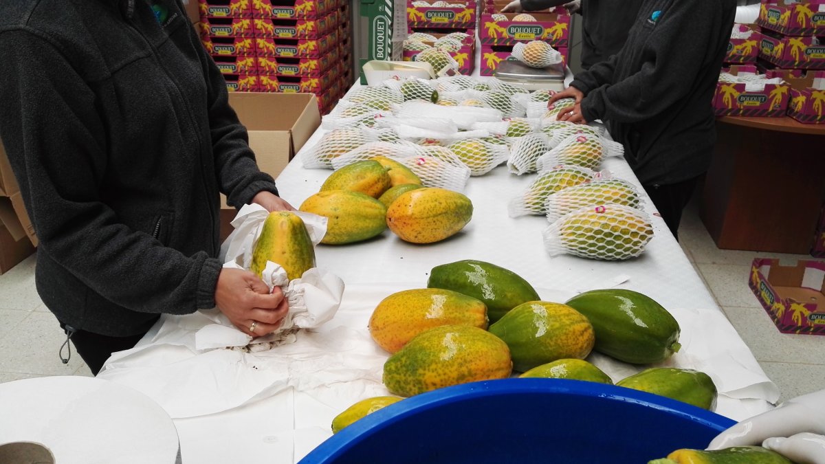 El proceso de manipulado de la papaya se realiza en Hortamar