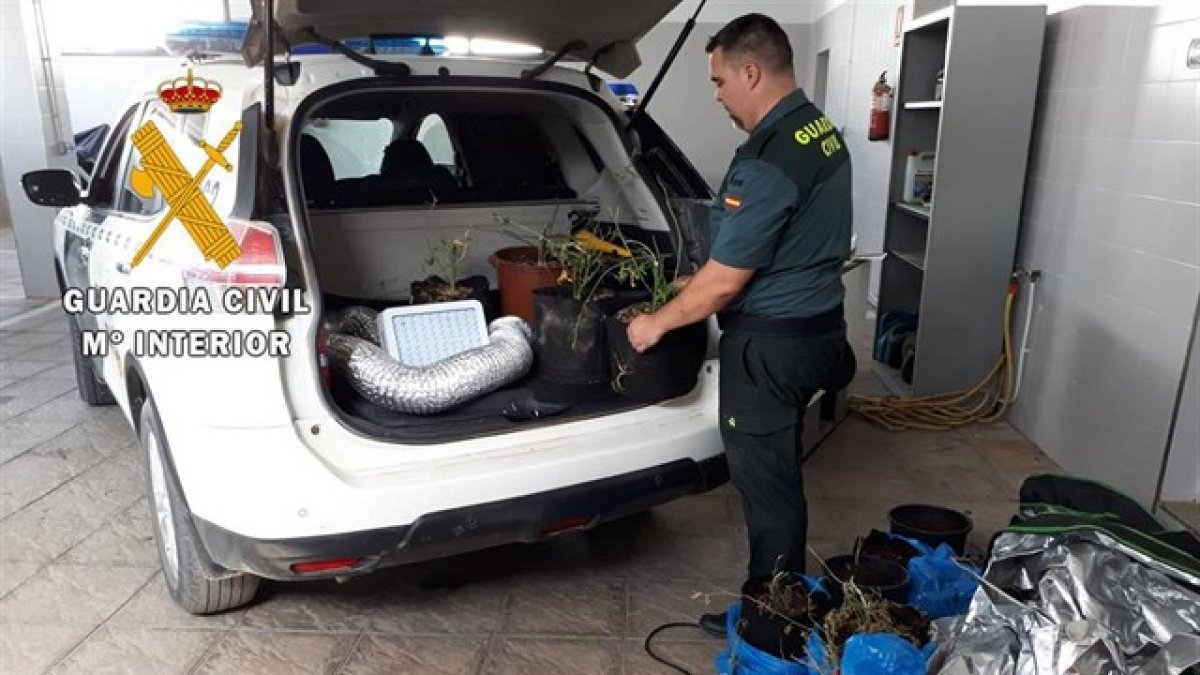 Plantas de marihuana halladas en la vivienda.