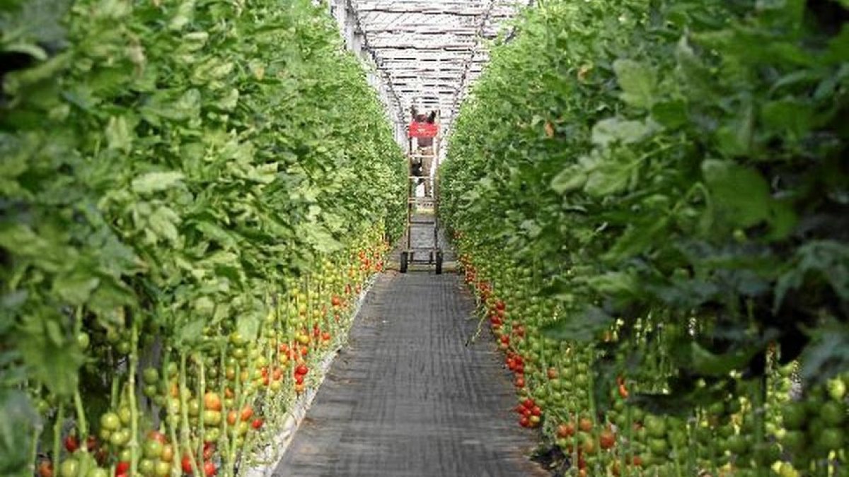 Imagen de archivo de un invernadero con plantas de tomate.