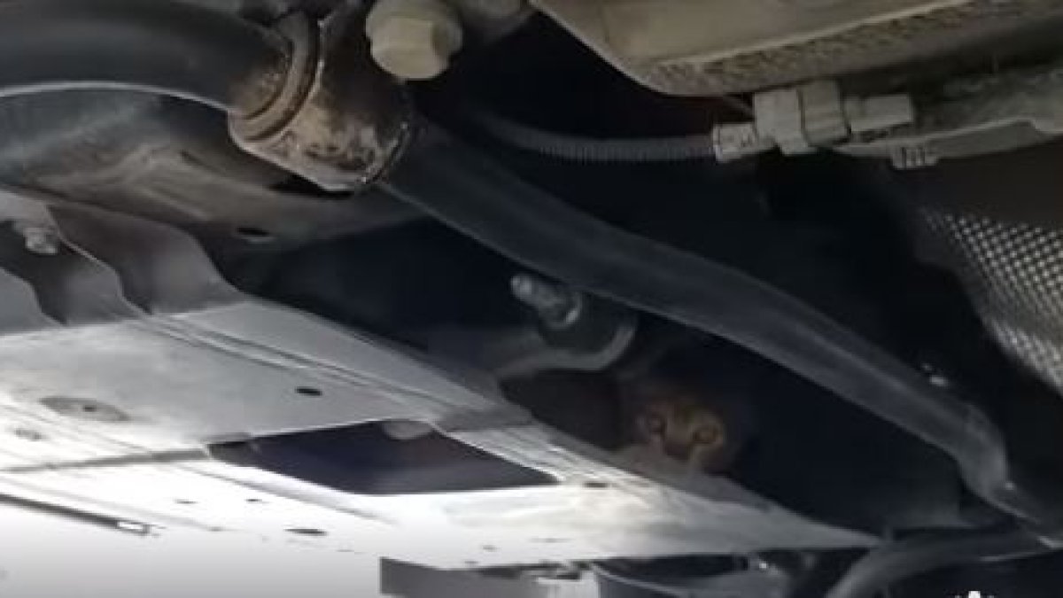 El gato quedó atrapado en el interior del motor de un coche.