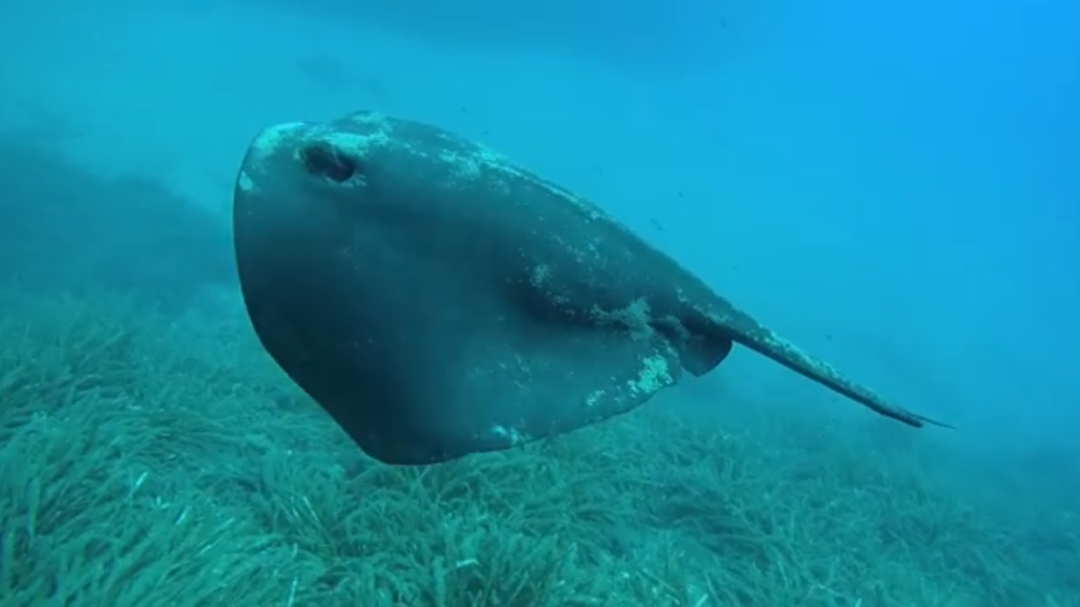 Imagen de una manta nadando, grabada y difundida por Buceo Mojácar