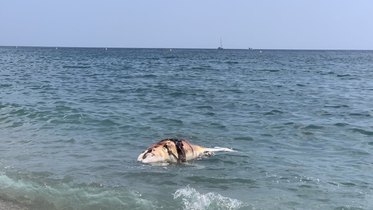 Un delfín aparece muerto en la playa del Zapillo.