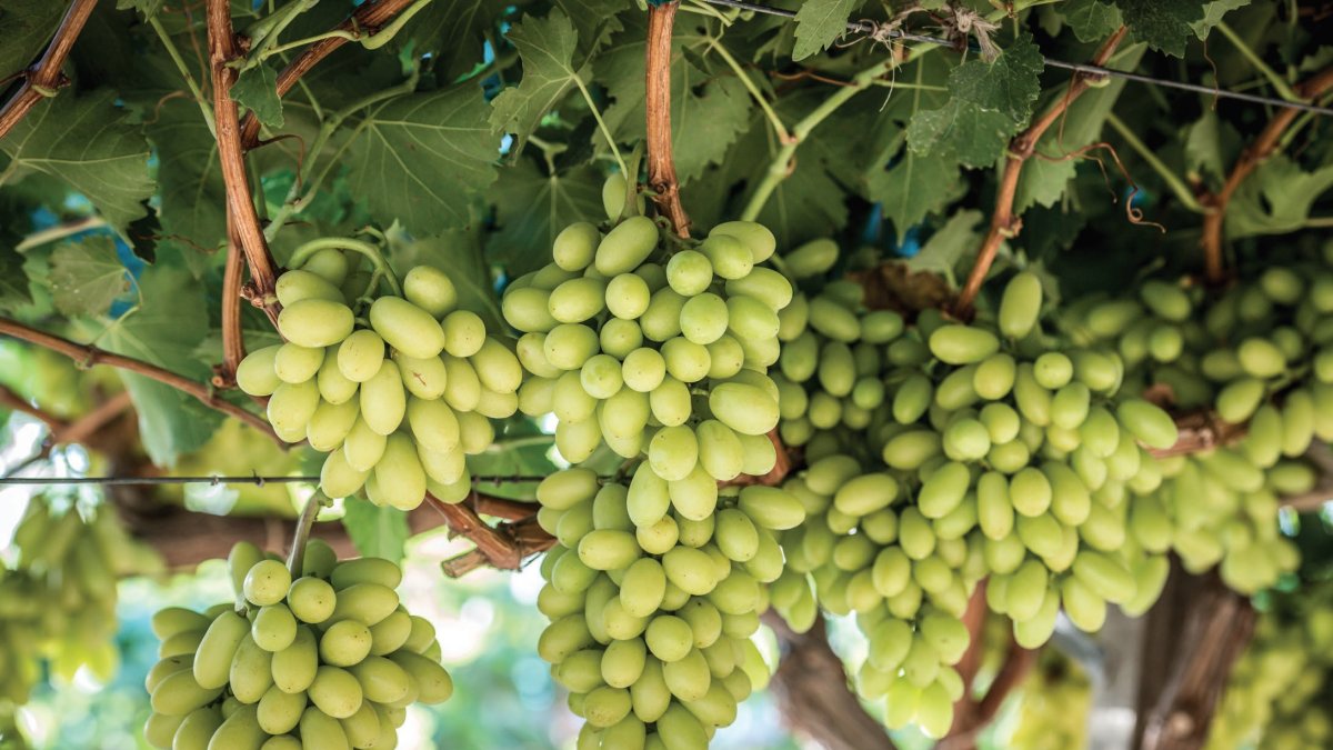 Uva blanca de la variedad que se cultiva en la finca El Bellicar de Berja.