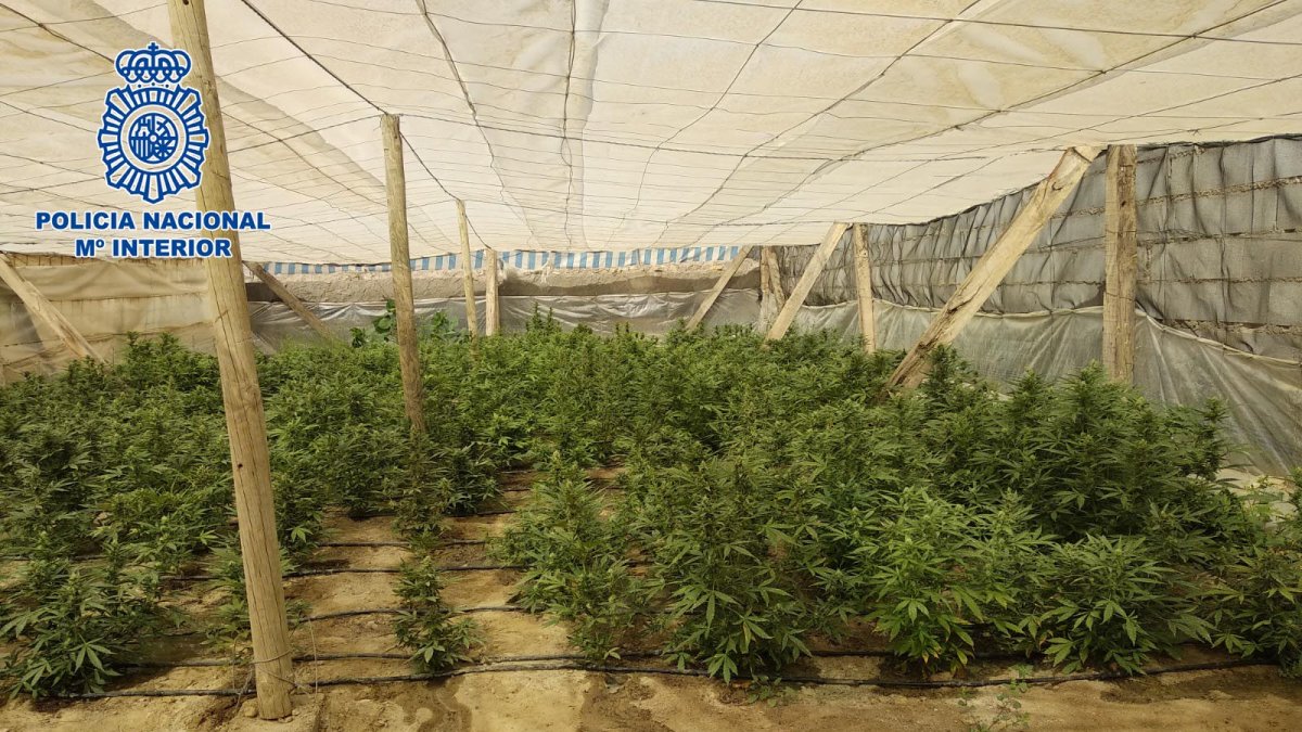 Plantación descubierta en Matagorda.