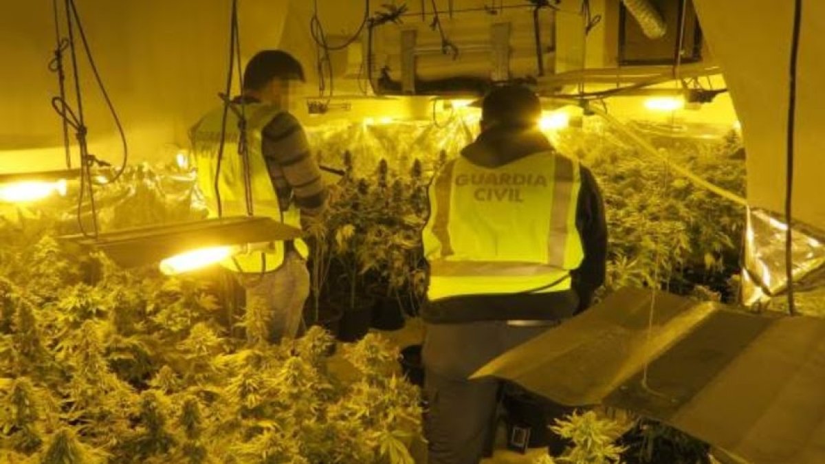 Agentes de la Guardia Civil, en una plantación de marihuana, en una imagen de archivo.