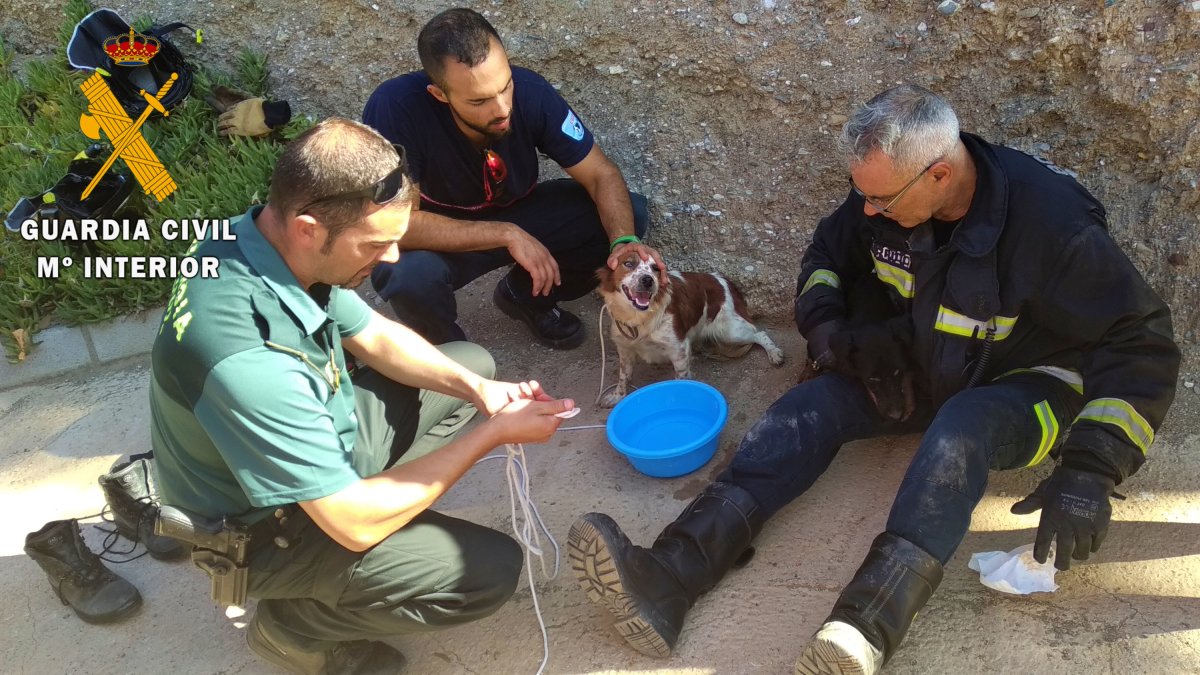 Tras el rescate, los animales se encuentran en perfecto estado de salud.