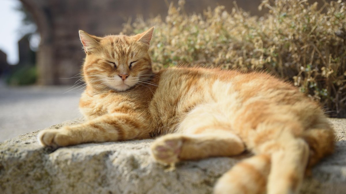 Piden el control de las colonias felinas en Níjar.