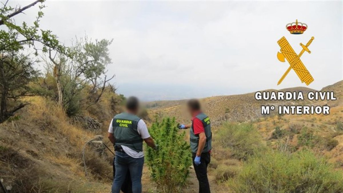 Una de las plantas hallada en Lúcar.