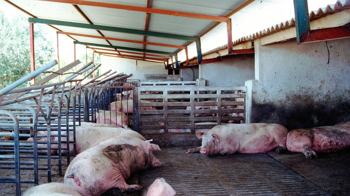 instalaciones  en una granja porcina en Huércal-Overa.