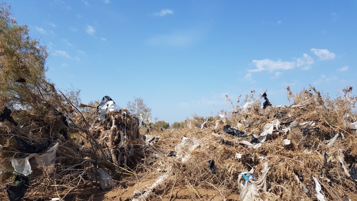 Plásticos enredados en las matas de la rambla.