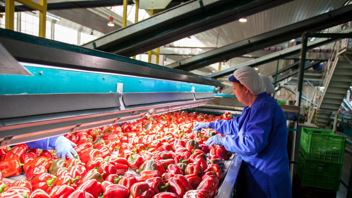 En las dos últimas campañas ha aumentado su superficie en 1.400 hectáreas hasta las 11.570.