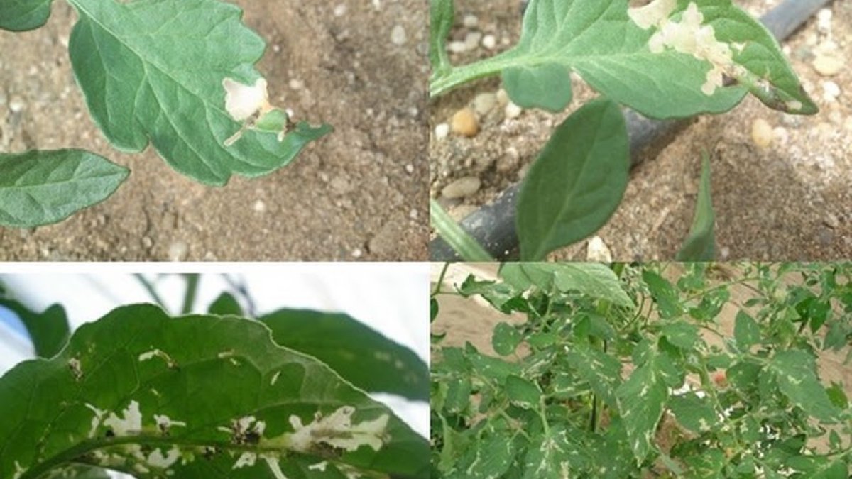 Diferentes fotos de plantas de tomate con daños.