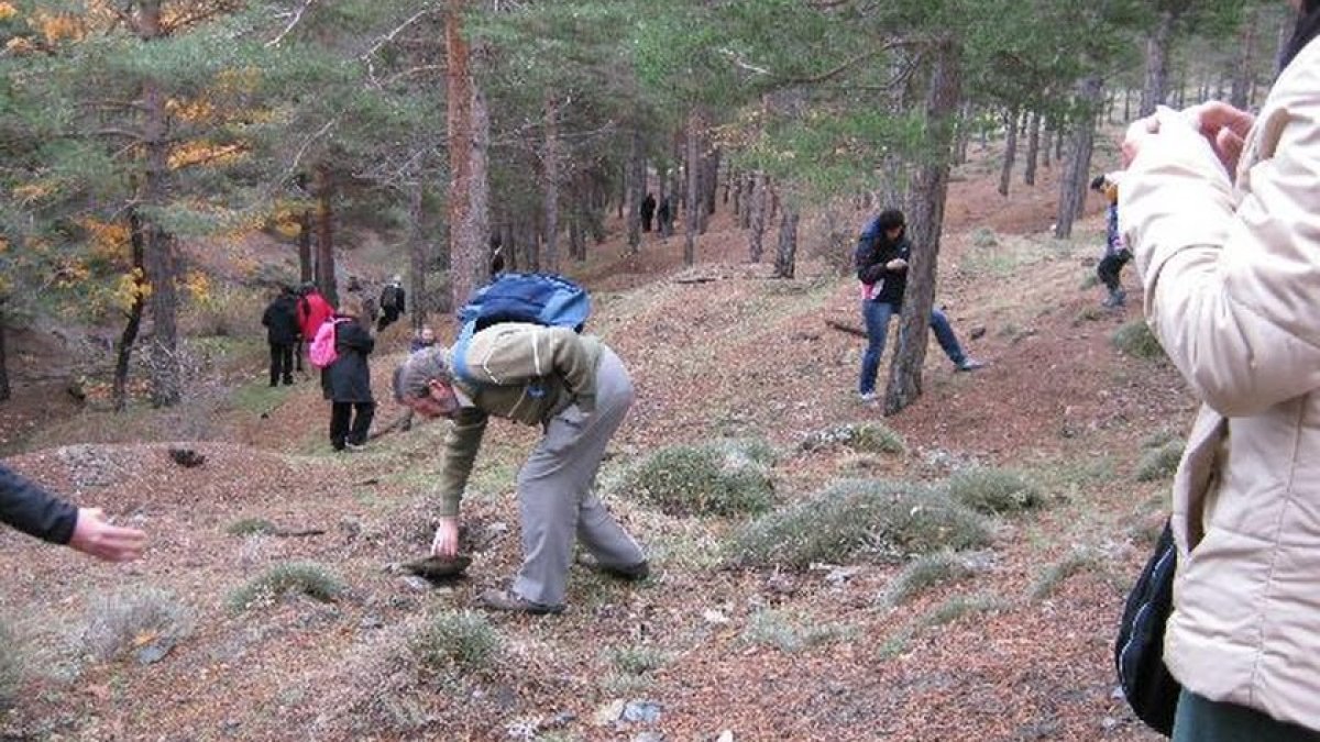 La recogida de setas comienza en octubre.