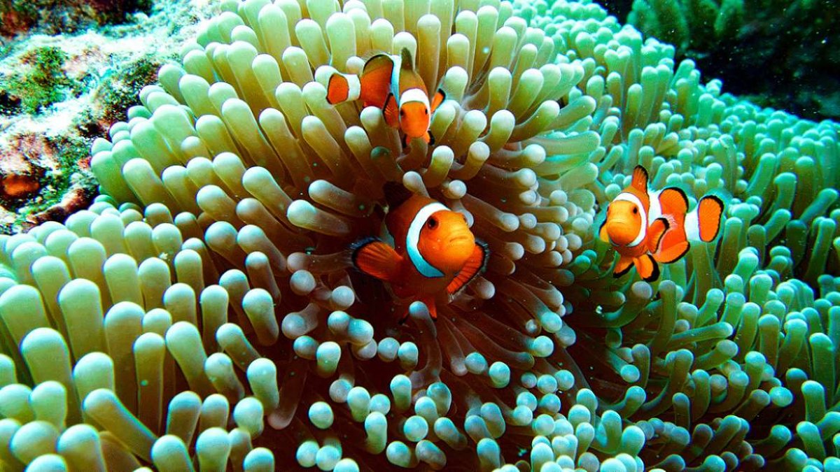 Pez payaso en el Aquarium de Roquetas.