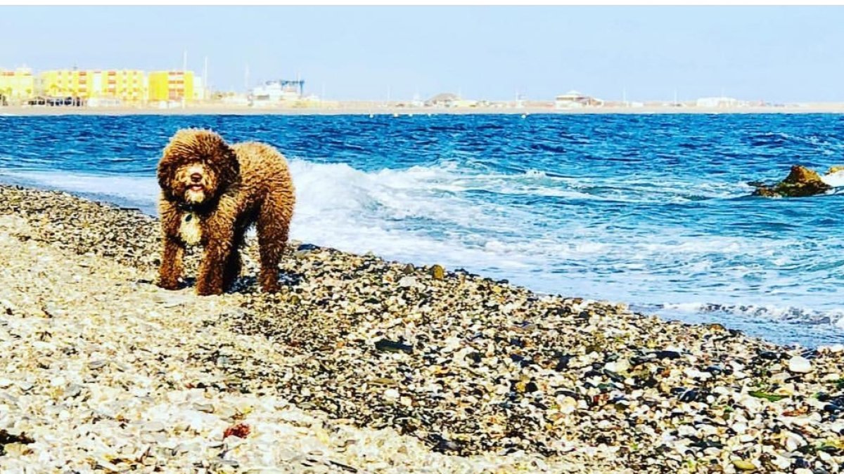 Además de esta, en Andalucía sólo existen otras dos playas con la misma denominación.